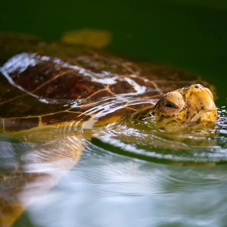 Bercu Paradise * Dalyan